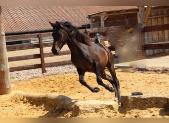 Ägyptischer Araber, Hengst, 1 Jahr, 152 cm, Dunkelbrauner