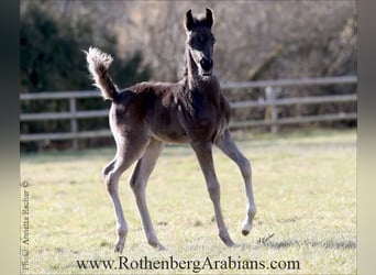 Ägyptischer Araber, Hengst, 1 Jahr, 155 cm, Rappe