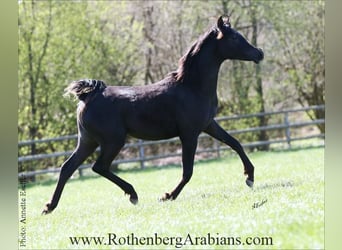 Ägyptischer Araber, Hengst, 1 Jahr, 155 cm, Rappe