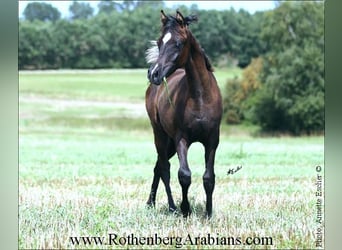 Ägyptischer Araber, Hengst, 1 Jahr, 157 cm, Rappe