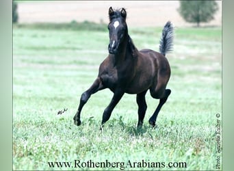 Ägyptischer Araber, Hengst, 1 Jahr, 157 cm, Rappe