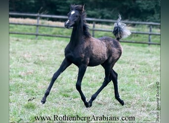 Ägyptischer Araber, Hengst, 1 Jahr, 157 cm, Rappe