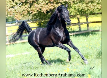 Ägyptischer Araber, Hengst, 1 Jahr, 157 cm, Rappe