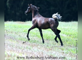 Ägyptischer Araber, Hengst, 1 Jahr, 157 cm, Rappe