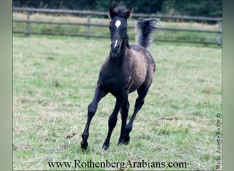 Ägyptischer Araber, Hengst, 1 Jahr, 157 cm, Rappe