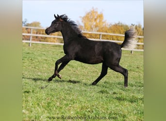 Ägyptischer Araber, Hengst, 1 Jahr, 157 cm, Rappe