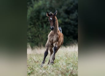 Ägyptischer Araber, Hengst, 1 Jahr, 160 cm, Fliegenschimmel