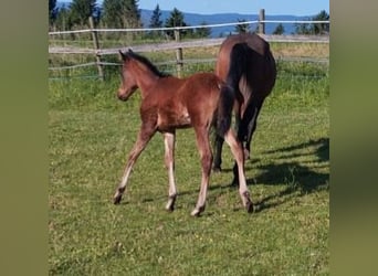 Ägyptischer Araber, Hengst, 1 Jahr, Brauner