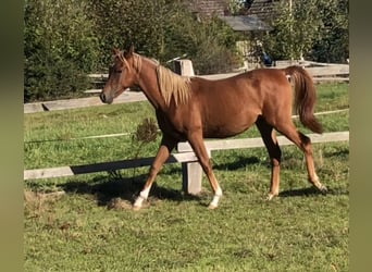 Ägyptischer Araber, Hengst, 1 Jahr, Fuchs