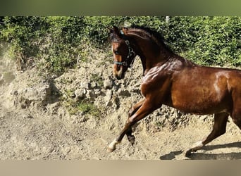 Ägyptischer Araber, Hengst, 1 Jahr, Fuchs
