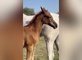 Ägyptischer Araber, Hengst, 1 Jahr, Fuchs