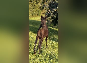 Ägyptischer Araber, Hengst, 1 Jahr, Rappe