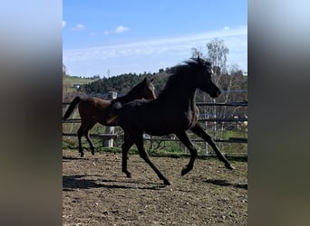 Ägyptischer Araber, Hengst, 1 Jahr, Rappe