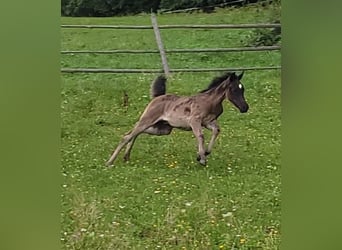Ägyptischer Araber, Hengst, 1 Jahr, Rappe