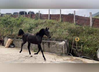 Ägyptischer Araber, Hengst, 1 Jahr, Rappe