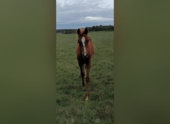 Ägyptischer Araber, Hengst, 1 Jahr, Rotfuchs