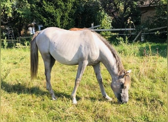 Ägyptischer Araber, Hengst, 1 Jahr, Schimmel