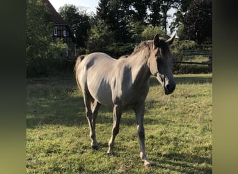 Ägyptischer Araber, Hengst, 1 Jahr, Schimmel