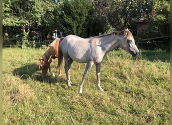 Ägyptischer Araber, Hengst, 1 Jahr, Schimmel