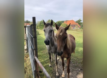 Ägyptischer Araber, Hengst, 1 Jahr, Schimmel