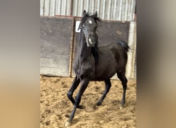 Ägyptischer Araber, Hengst, 2 Jahre, 134 cm, Rappe