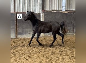 Ägyptischer Araber, Hengst, 2 Jahre, 134 cm, Rappe