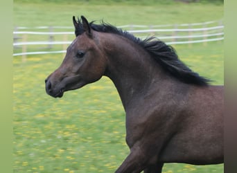 Ägyptischer Araber, Hengst, 2 Jahre, 152 cm, Schimmel