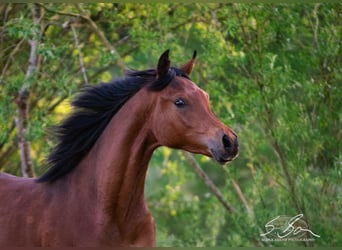 Ägyptischer Araber, Hengst, 2 Jahre, 155 cm, Brauner