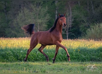 Ägyptischer Araber, Hengst, 2 Jahre, 155 cm, Brauner
