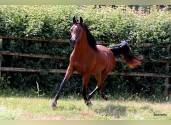 Ägyptischer Araber, Hengst, 2 Jahre, 155 cm, Brauner
