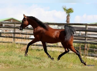 Ägyptischer Araber, Hengst, 2 Jahre, 155 cm, Brauner