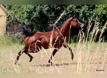 Ägyptischer Araber, Hengst, 2 Jahre, 155 cm, Brauner