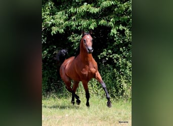 Ägyptischer Araber, Hengst, 2 Jahre, 155 cm, Brauner