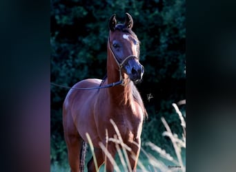 Ägyptischer Araber, Hengst, 2 Jahre, 155 cm, Brauner
