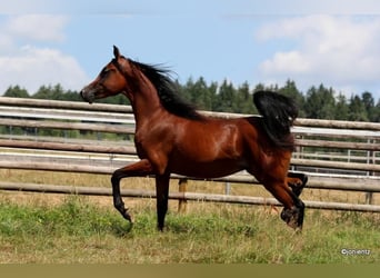Ägyptischer Araber, Hengst, 2 Jahre, 155 cm, Brauner