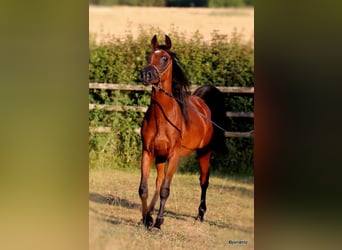 Ägyptischer Araber, Hengst, 2 Jahre, 155 cm, Brauner