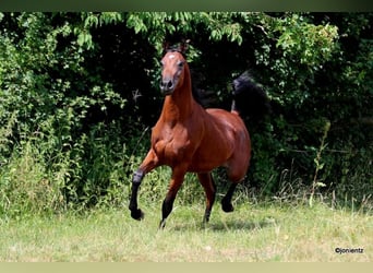 Ägyptischer Araber, Hengst, 2 Jahre, 155 cm, Brauner