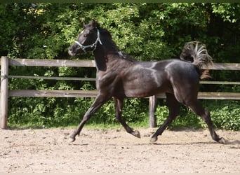 Ägyptischer Araber, Hengst, 2 Jahre, 155 cm, Rappe