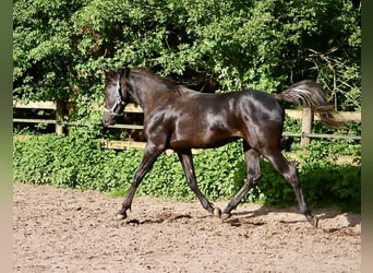 Ägyptischer Araber, Hengst, 2 Jahre, 155 cm, Rappe