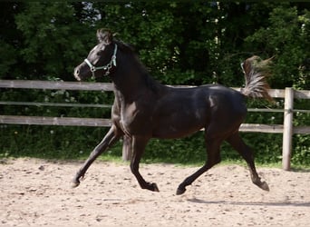 Ägyptischer Araber, Hengst, 2 Jahre, 155 cm, Rappe