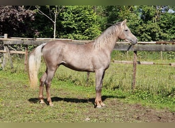 Ägyptischer Araber, Hengst, 2 Jahre, 158 cm, Fliegenschimmel