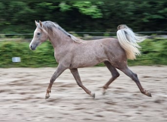 Ägyptischer Araber, Hengst, 2 Jahre, 158 cm, Fliegenschimmel