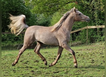 Ägyptischer Araber, Hengst, 2 Jahre, 158 cm, Fliegenschimmel