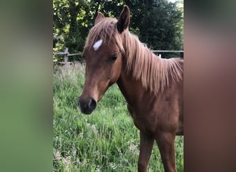 Ägyptischer Araber, Hengst, 2 Jahre, Fuchs