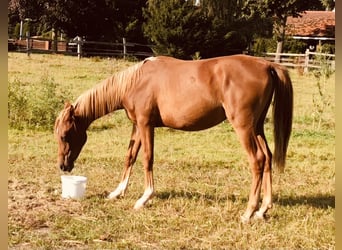 Ägyptischer Araber, Hengst, 2 Jahre, Fuchs