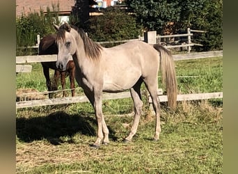 Ägyptischer Araber, Hengst, 2 Jahre, Schimmel