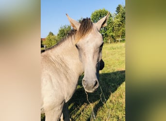 Ägyptischer Araber, Hengst, 2 Jahre, Schimmel