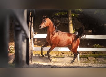 Ägyptischer Araber, Hengst, 3 Jahre, 153 cm, Brauner