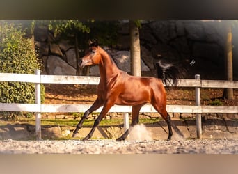 Ägyptischer Araber, Hengst, 3 Jahre, 154 cm, Rotbrauner