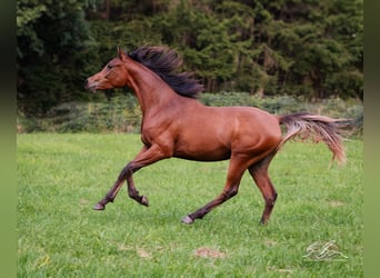 Ägyptischer Araber, Hengst, 3 Jahre, 155 cm, Brauner